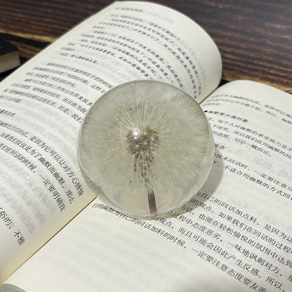 Creative dandelion dried flower specimen crystal ball resin natural wood crafts ornaments home decoration gifts