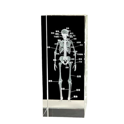 Crystal 3D inner carving human skeleton brain model teaching display ornament medical school sends souvenirs to doctors and students